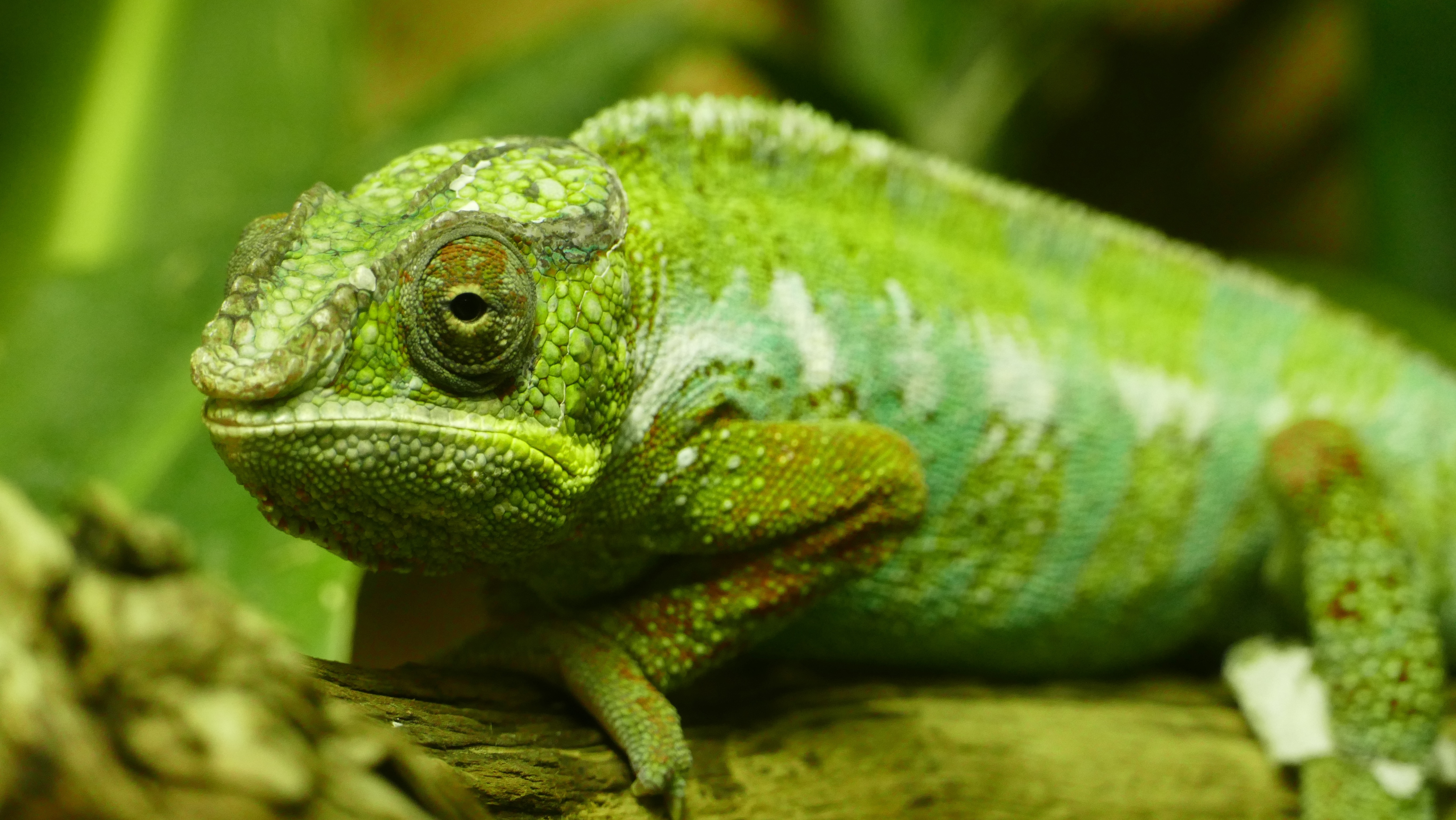 green and white chameleon