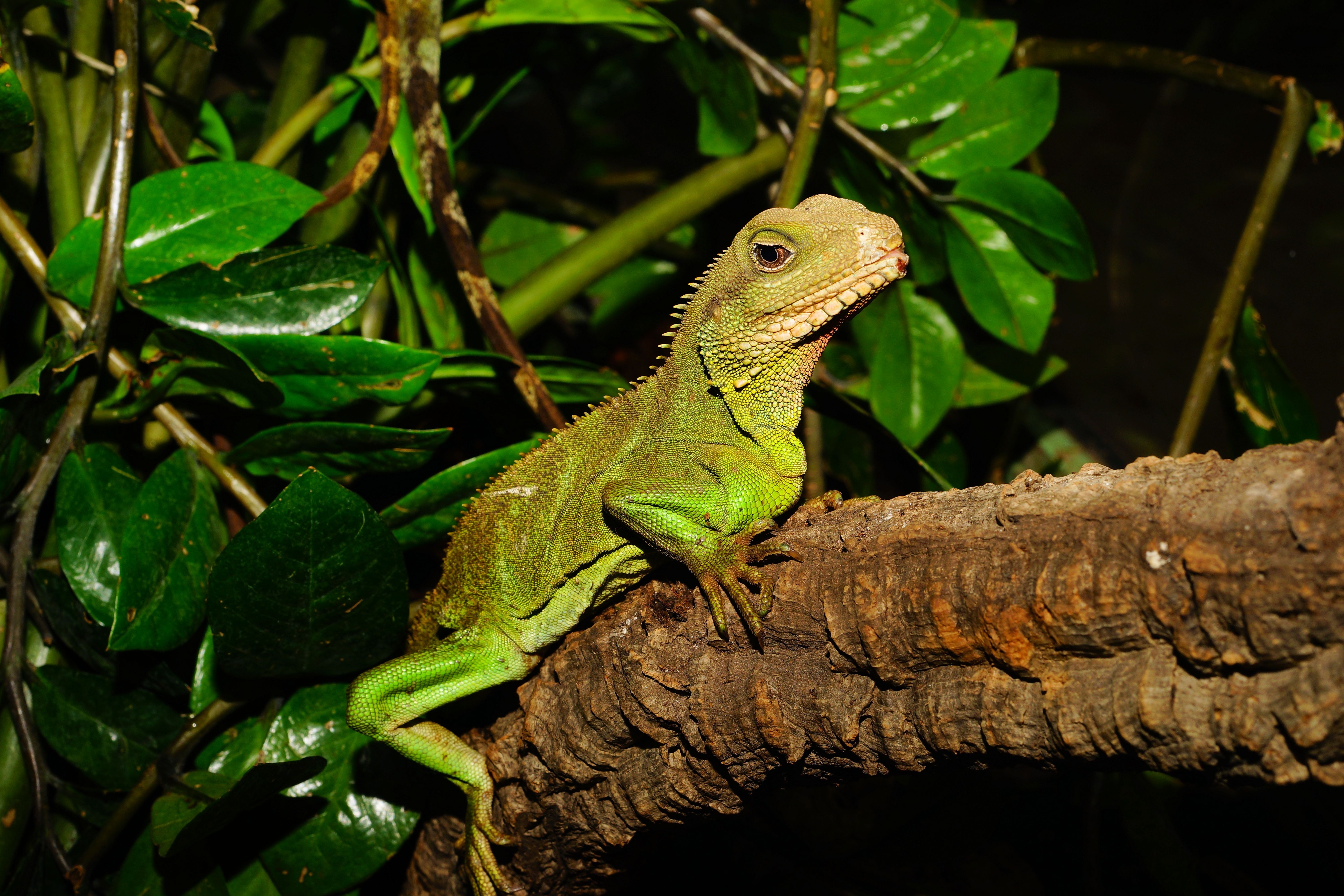 green and brown reptile