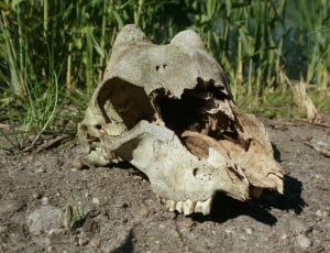 grey animal skull during daytime thumbnail