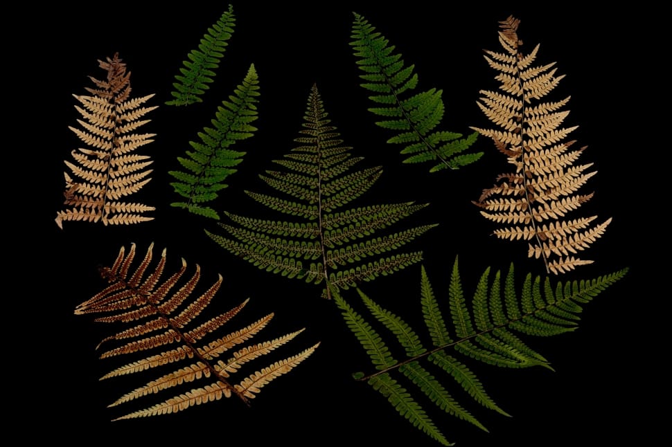 ferns plant preview