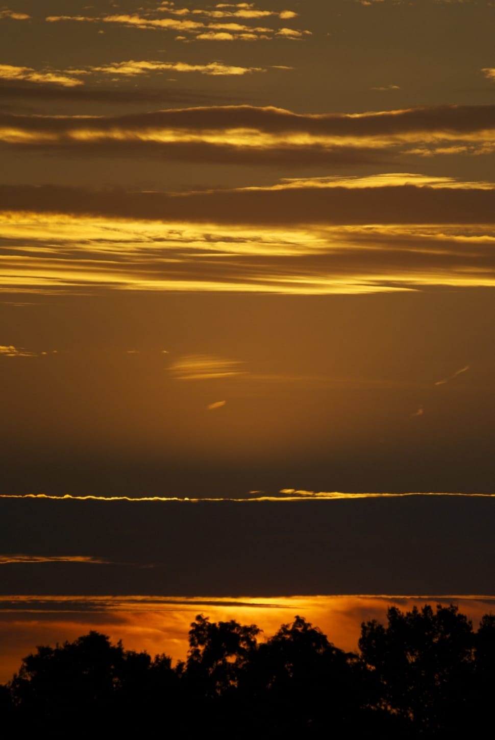 silhouette of tree during sunset preview