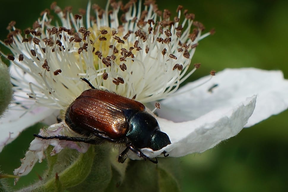 japanese beetle preview