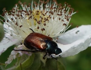 japanese beetle thumbnail