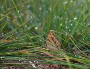 Grass, Water Droplets, Butterfly, Garden, one animal, green color thumbnail