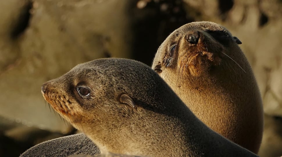 Fur Seals (Otarie orsine)
