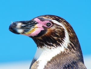 brown and white penguin thumbnail
