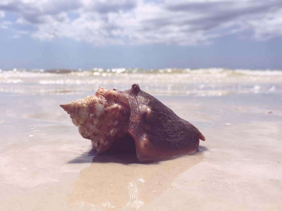 brown seashell preview