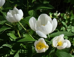 Japanese, Peonies, White, flower, petal thumbnail