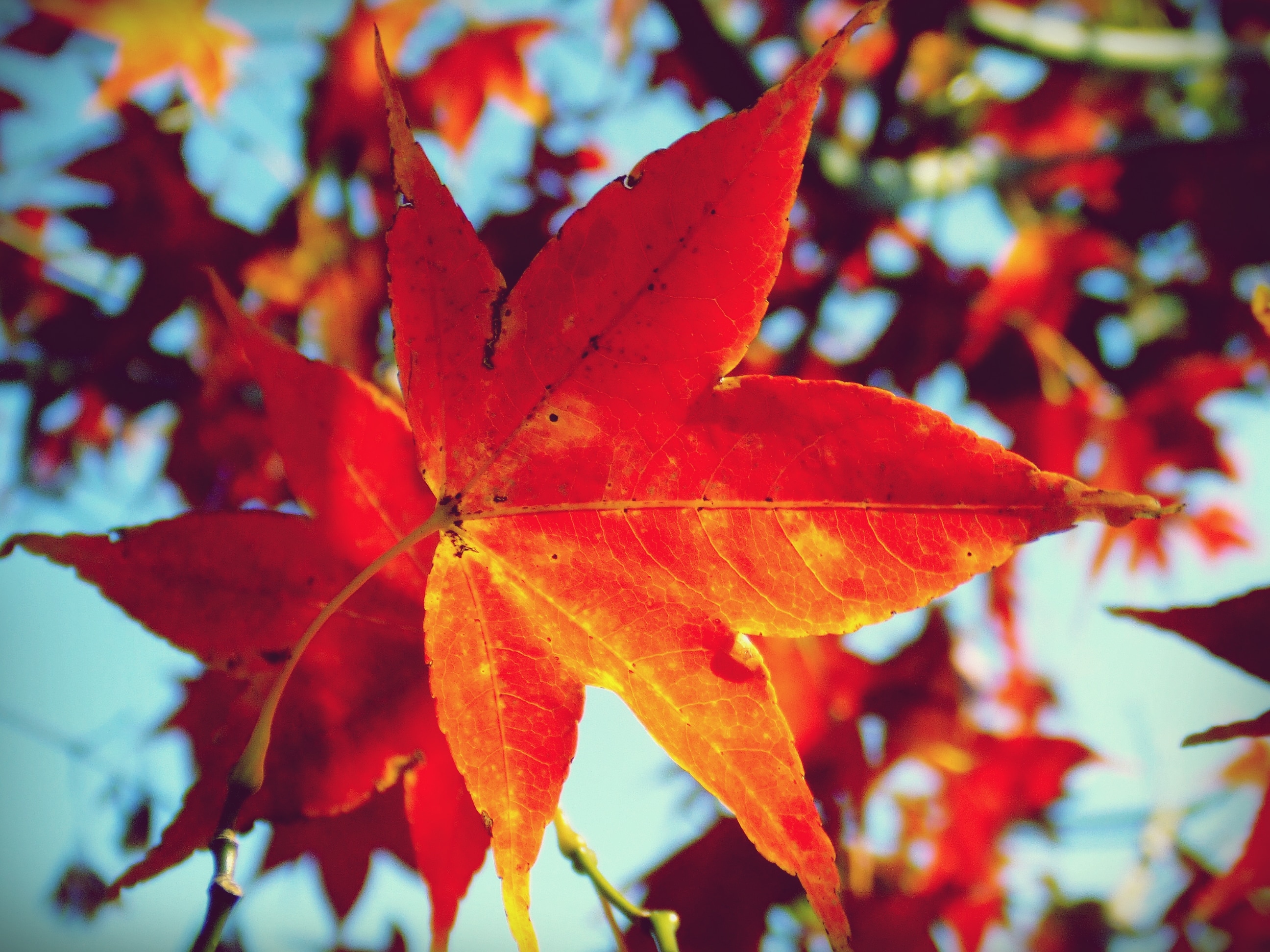Листья картинки. Клен Red Maple Leaf. Maple кленовый лист. Кленовый лист яркий. Красивые листья клена.