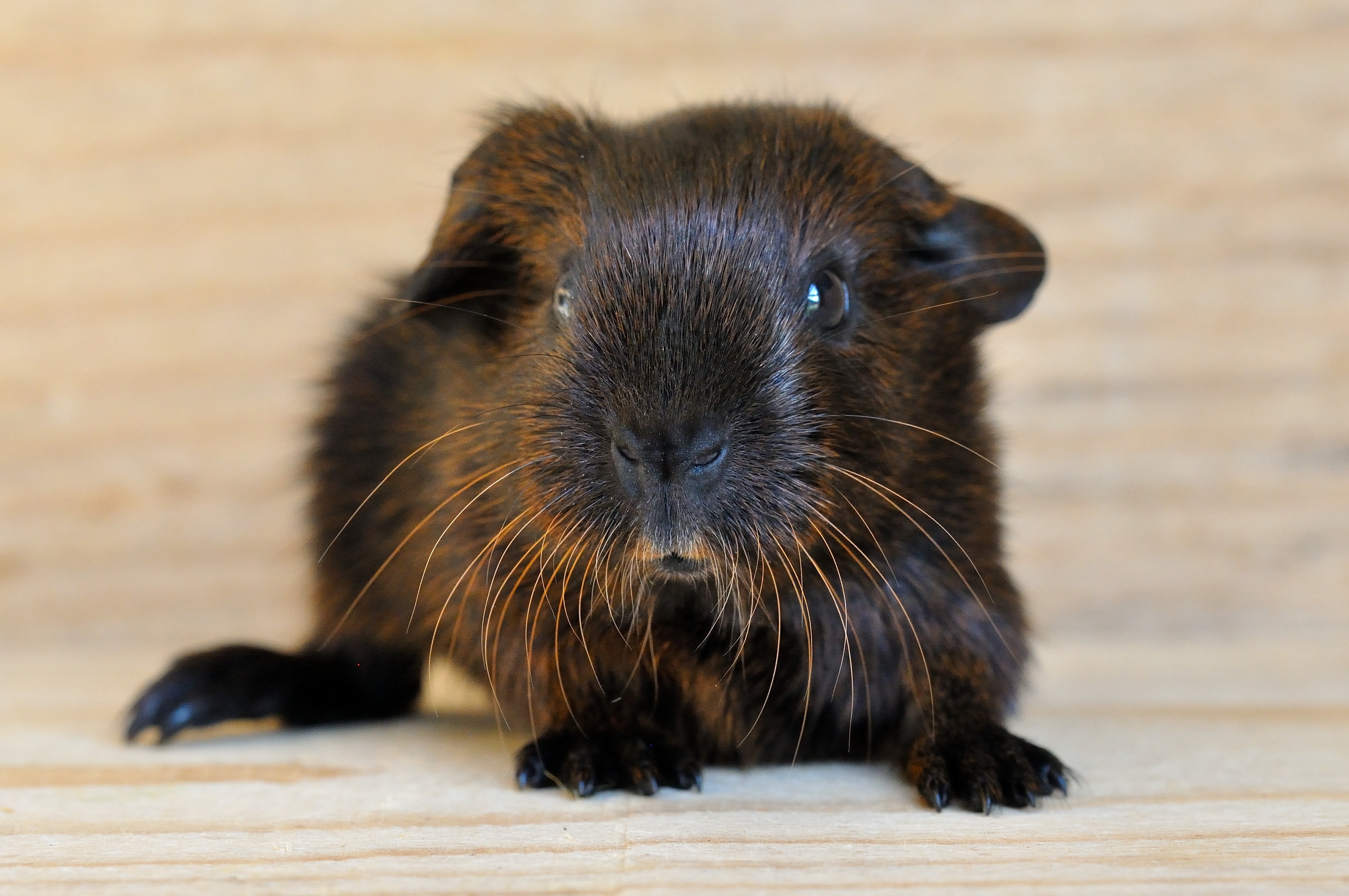 black and brown guinea pig