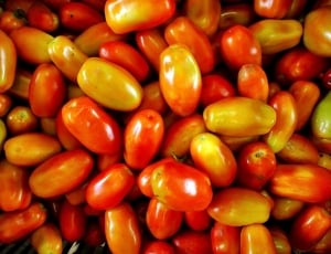 close up shot of tomatoes thumbnail