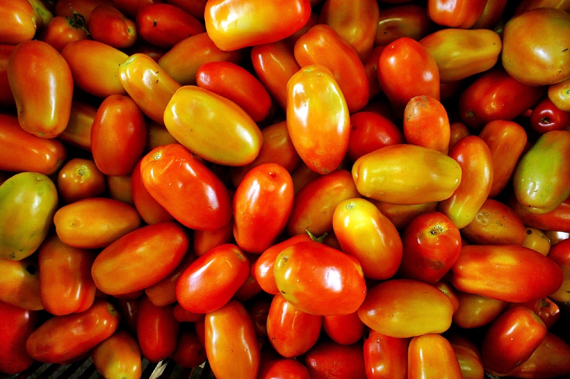 close up shot of tomatoes