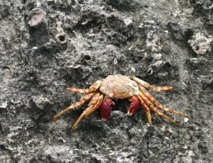 brown and red crab thumbnail