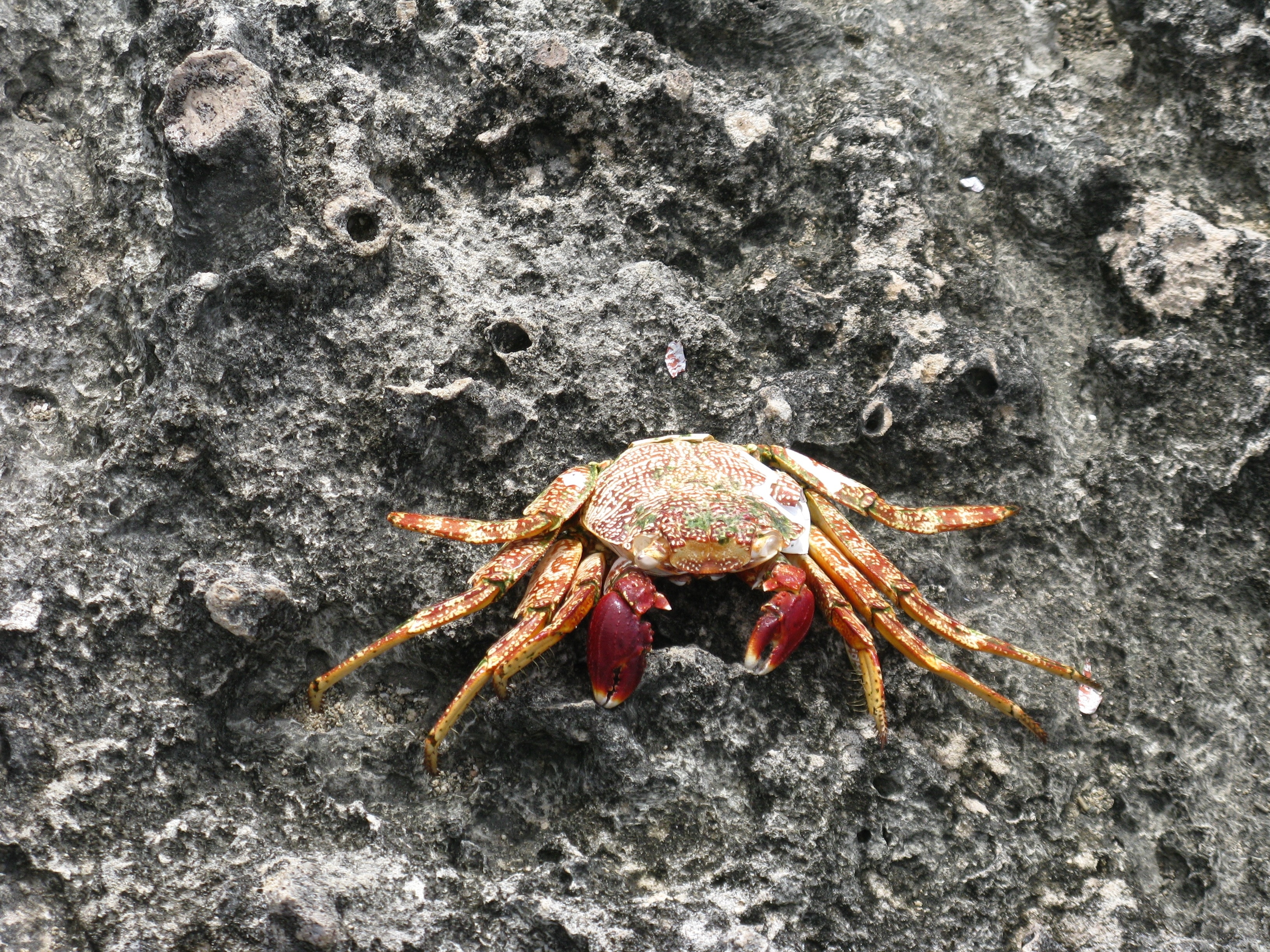 brown and red crab