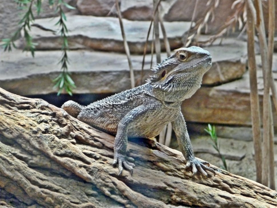 gray bearded dragon preview