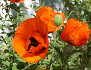 orange and black flower thumbnail