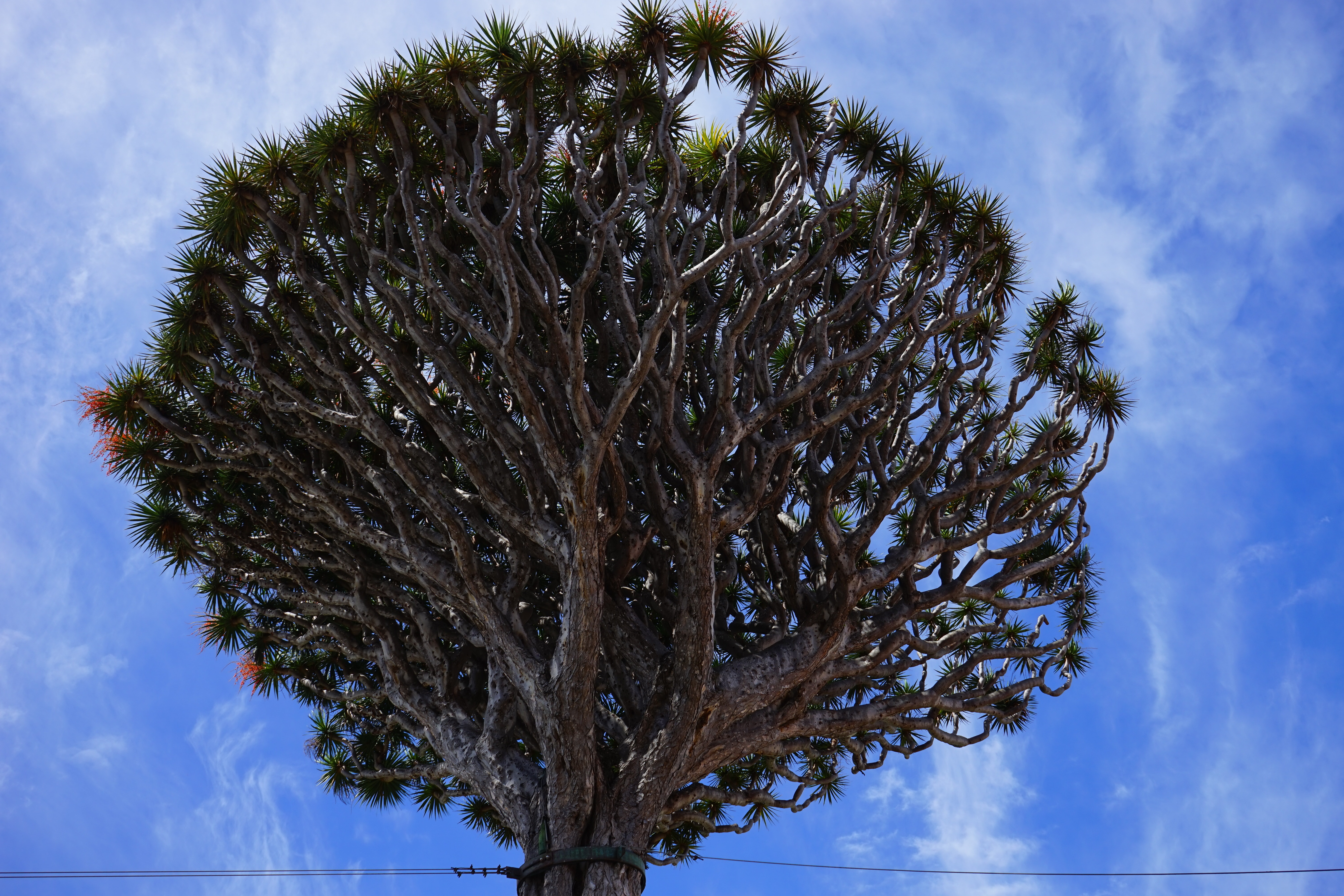 Драконово дерево Канарские острова