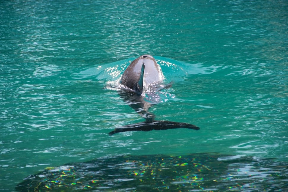 bottlenose dolphin preview