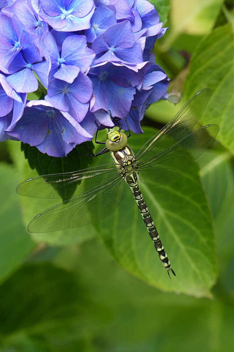 Insect, Animal, Odonata, Dragonfly, leaf, insect preview