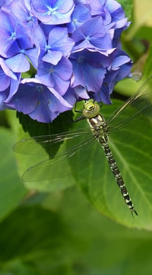 Insect, Animal, Odonata, Dragonfly, leaf, insect thumbnail