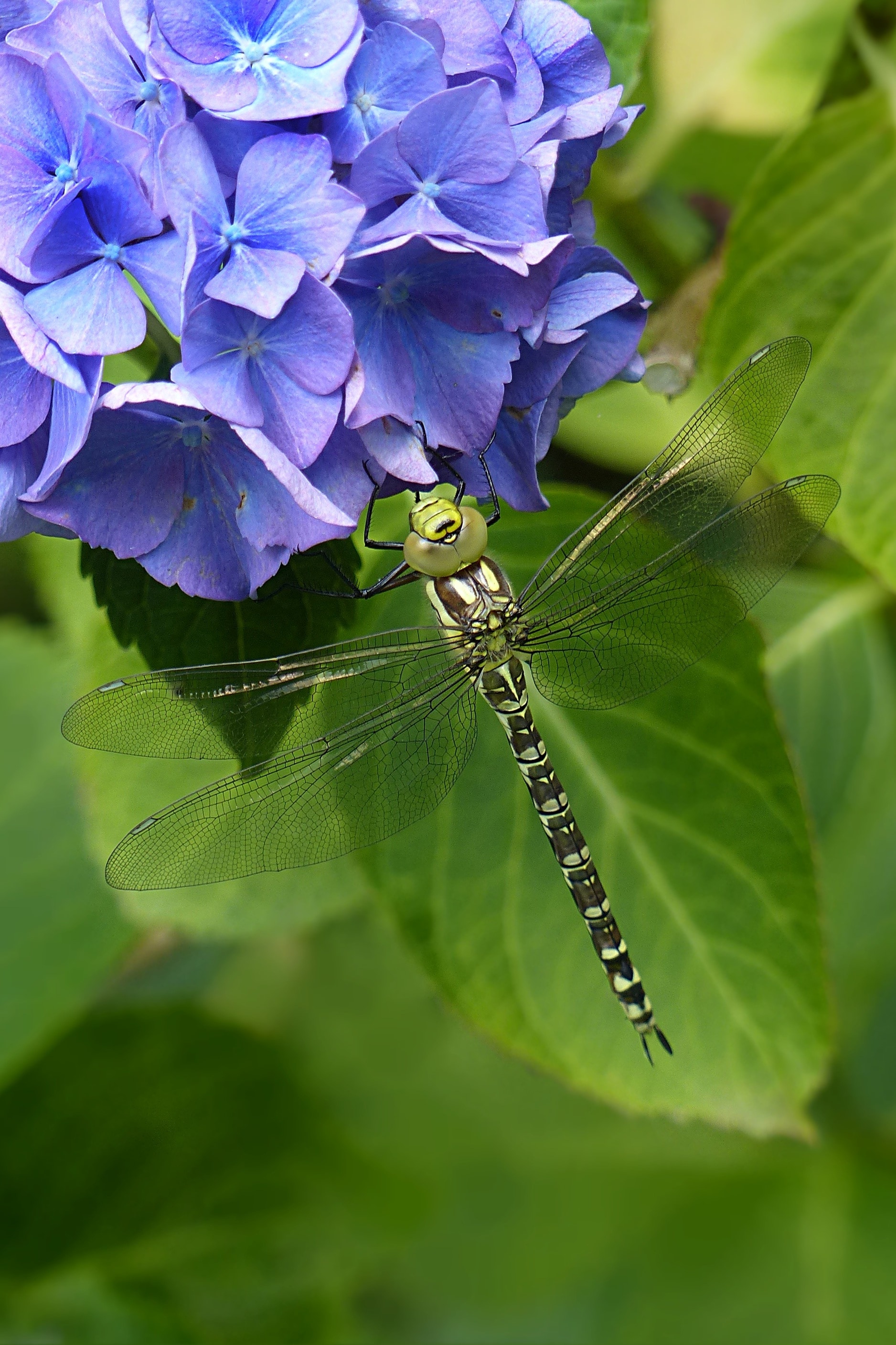 Insect, Animal, Odonata, Dragonfly, leaf, insect