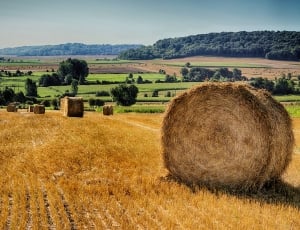 hay rolls on field under blue sky at daytime thumbnail
