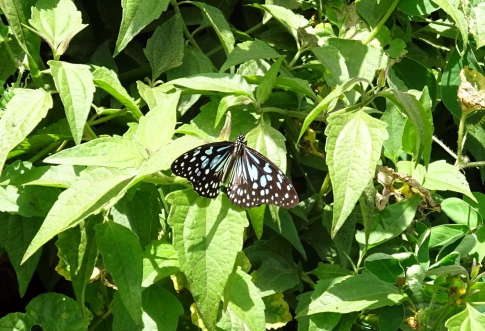 malachite butterfly on green leaf during daytime preview