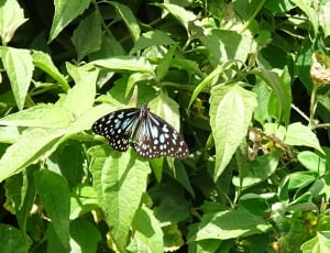malachite butterfly on green leaf during daytime thumbnail