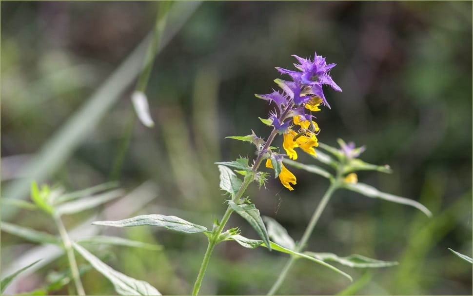 yellow and purple sage preview