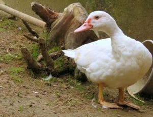 white duck thumbnail