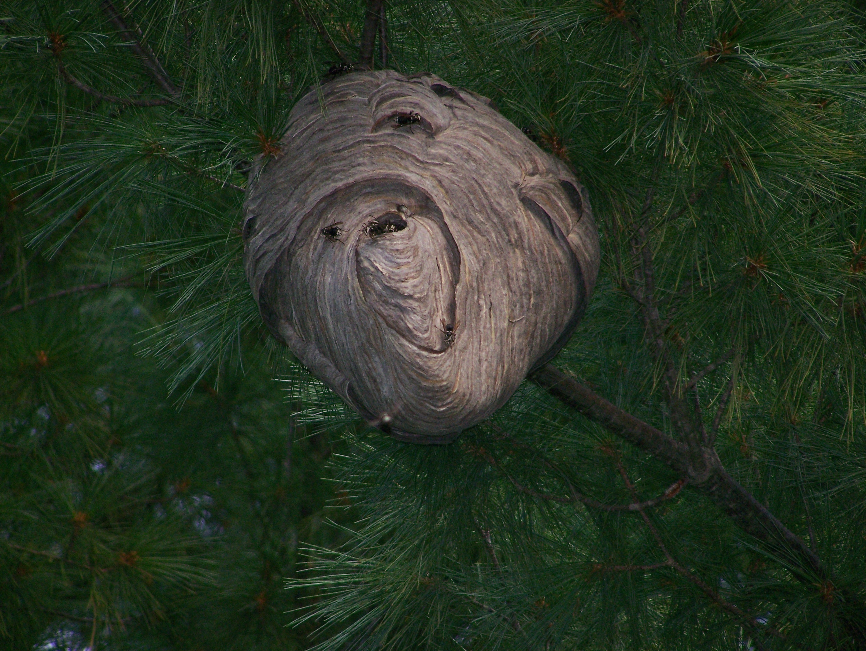 brown beehive on tree