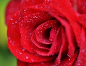 Flower, Blossom, Nature, Red, Rose, red, flower thumbnail