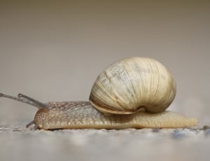 beige garden snail thumbnail