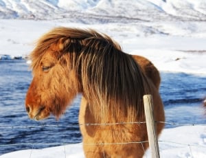brown horse in snow field thumbnail