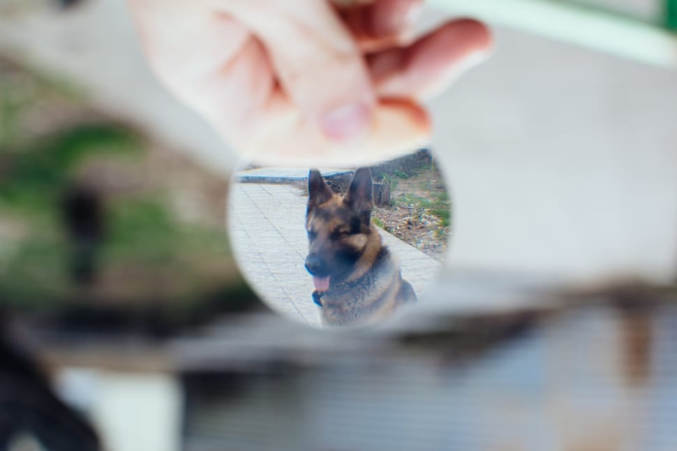 person holding mirror reflecting beige and black german shepherd preview