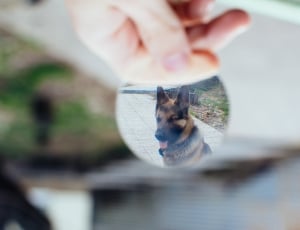 person holding mirror reflecting beige and black german shepherd thumbnail