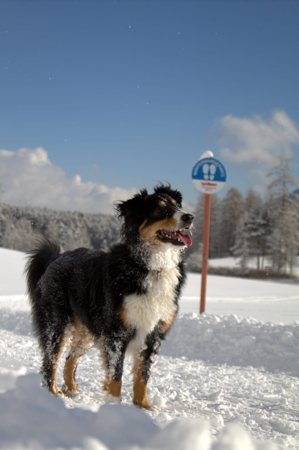 black and white medium coat dog on snow covered street near street sign preview