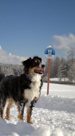 black and white medium coat dog on snow covered street near street sign thumbnail
