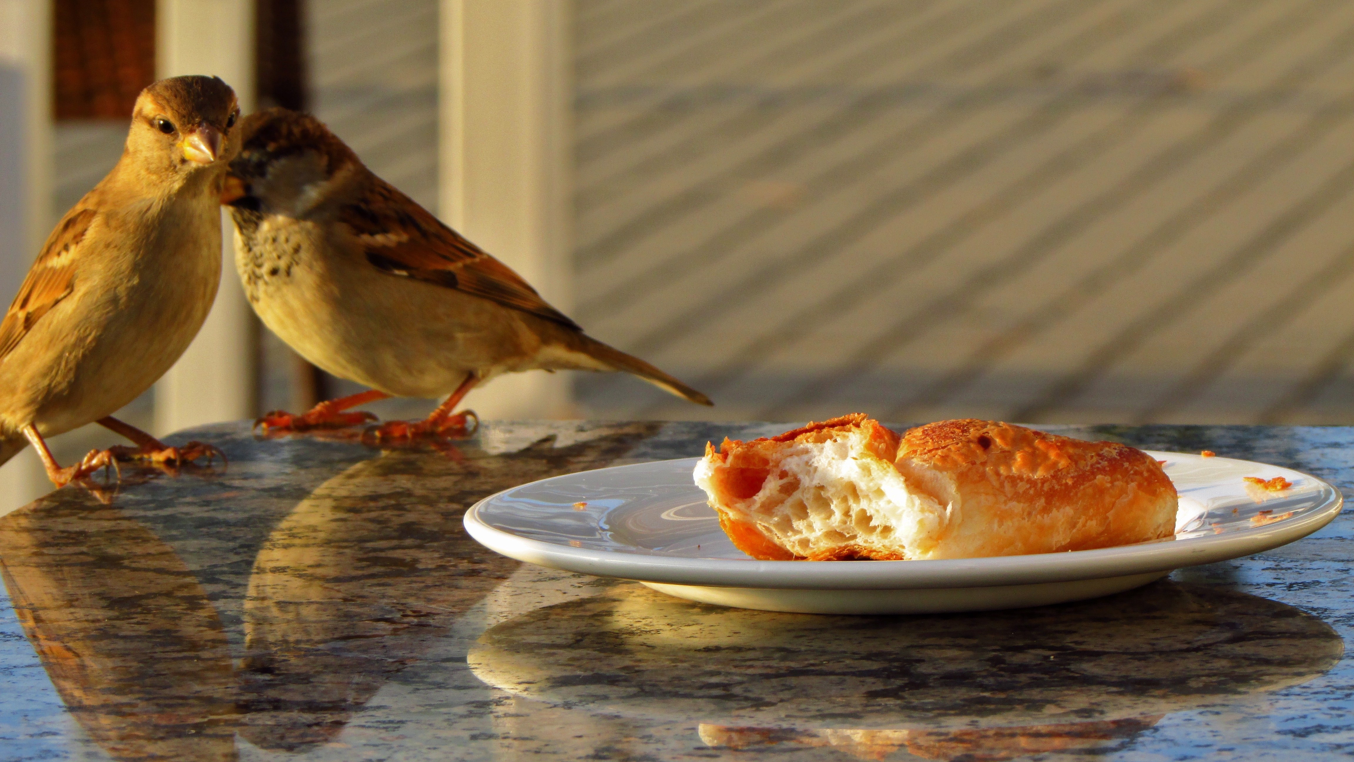 Croissant, Food, Restaurant, Birds, Dish, plate, food and drink