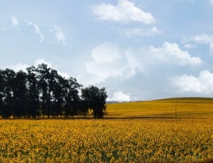 yellow sunflower fields thumbnail