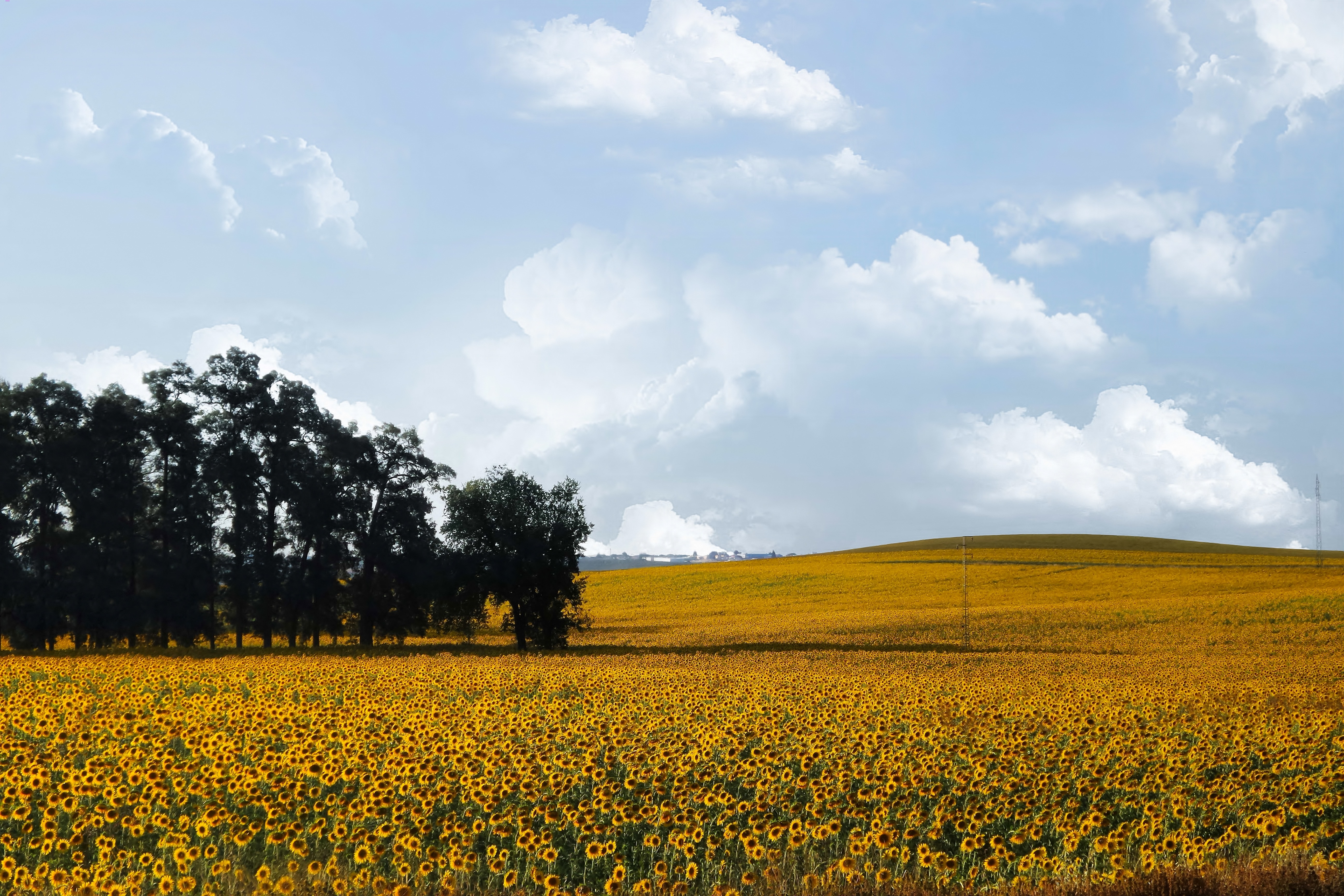 yellow sunflower fields