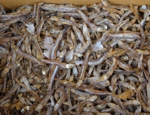dried anchovies thumbnail