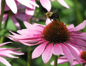 bee on pink flower in auto focus photography thumbnail