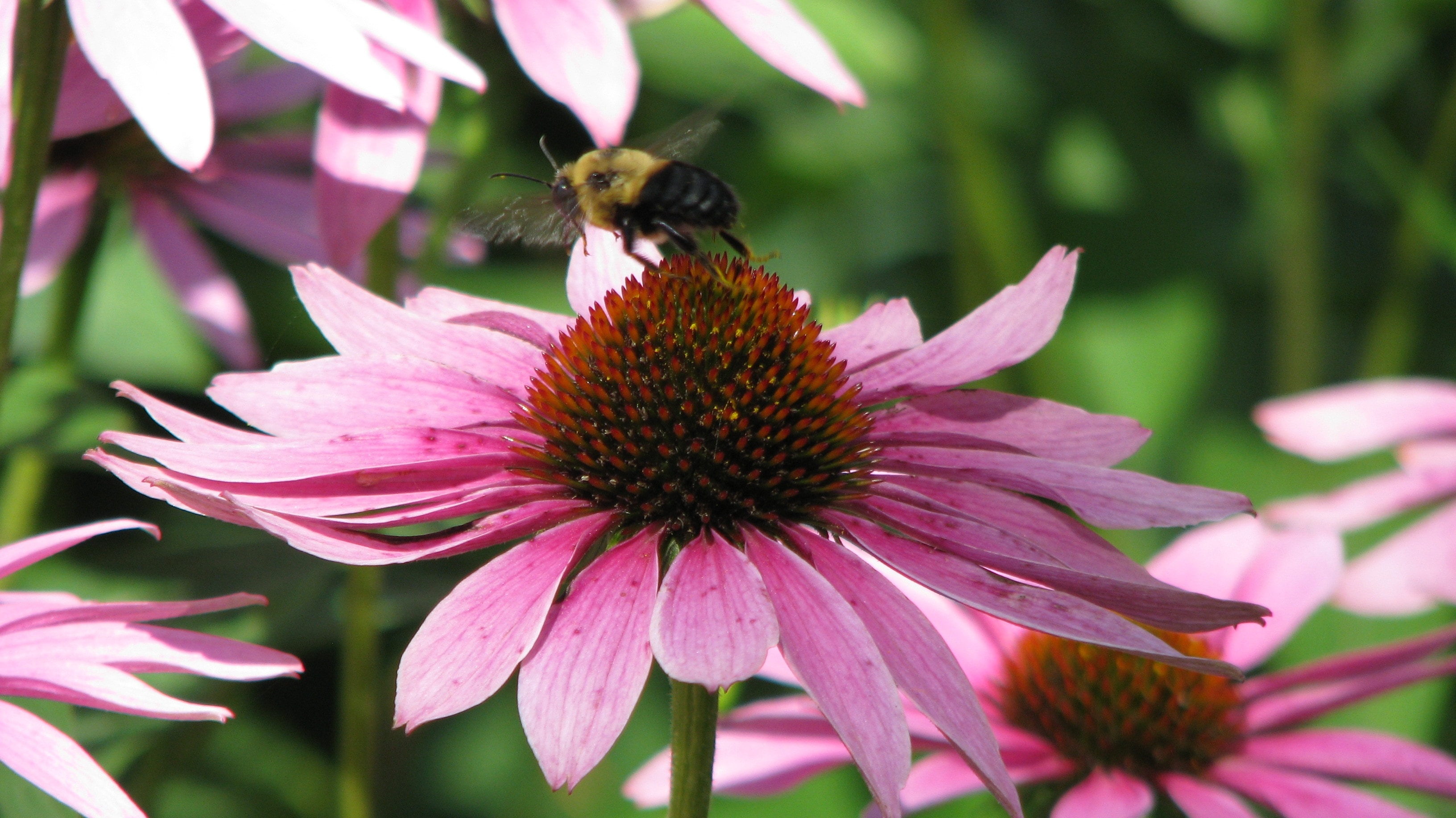 bee on pink flower in auto focus photography