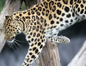leopard animal thumbnail