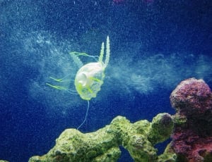 clear and green jellyfish thumbnail