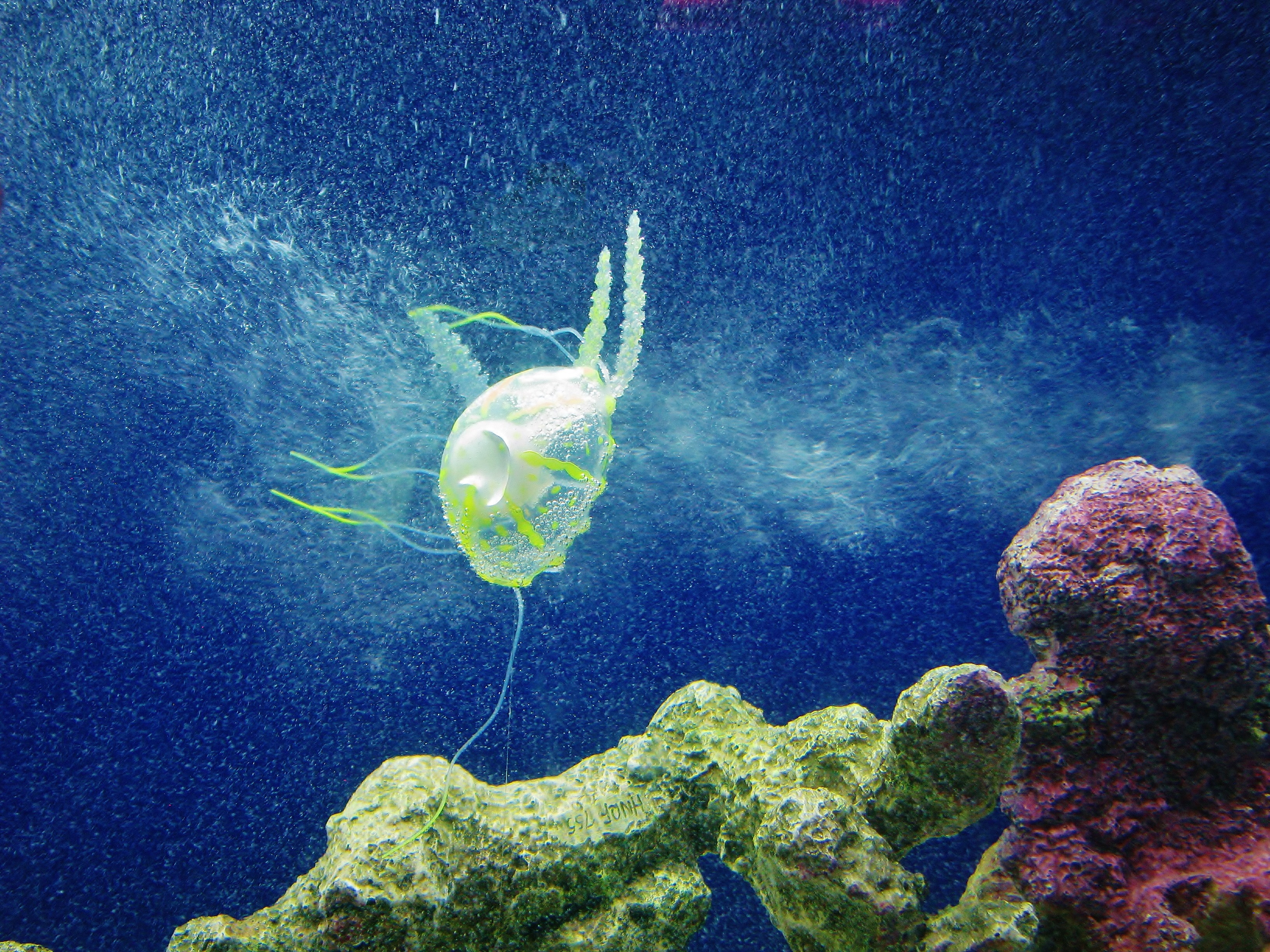 clear and green jellyfish