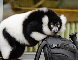 lemur standing on bag thumbnail