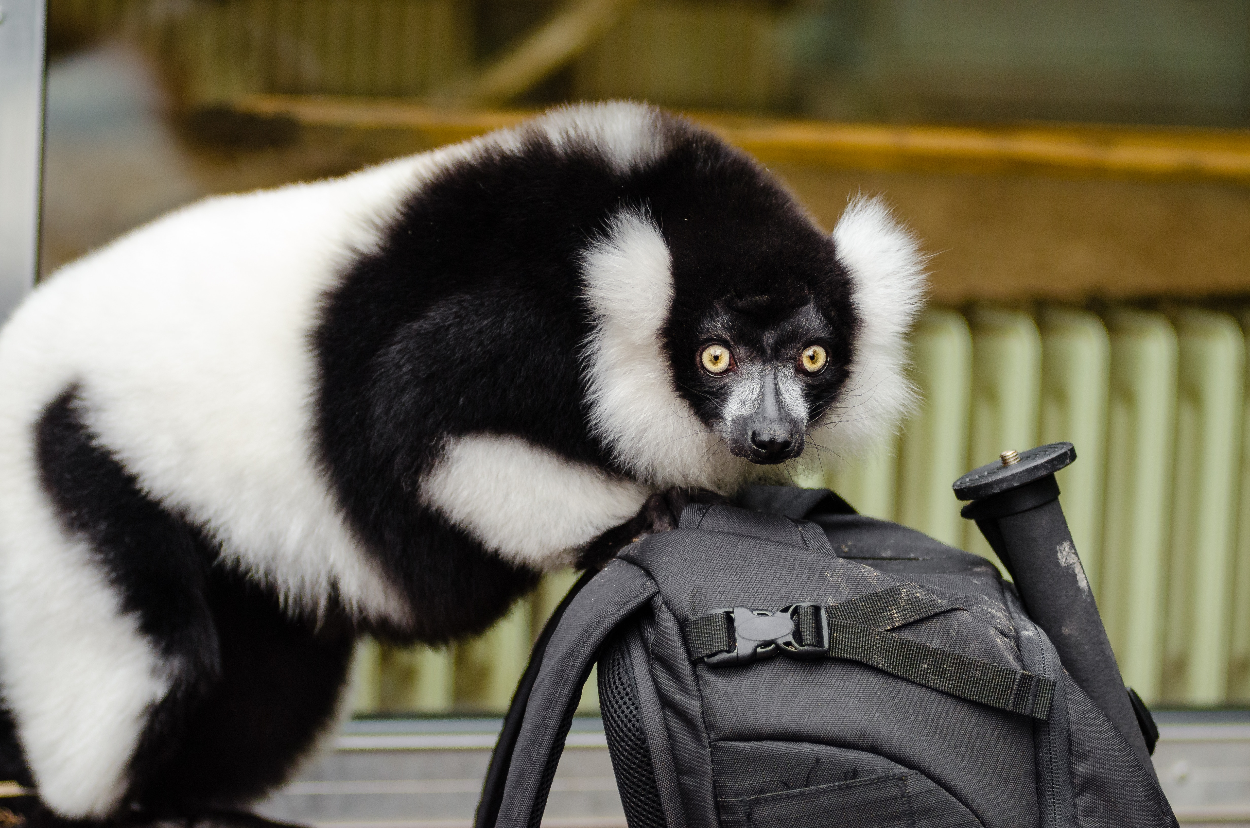 lemur standing on bag