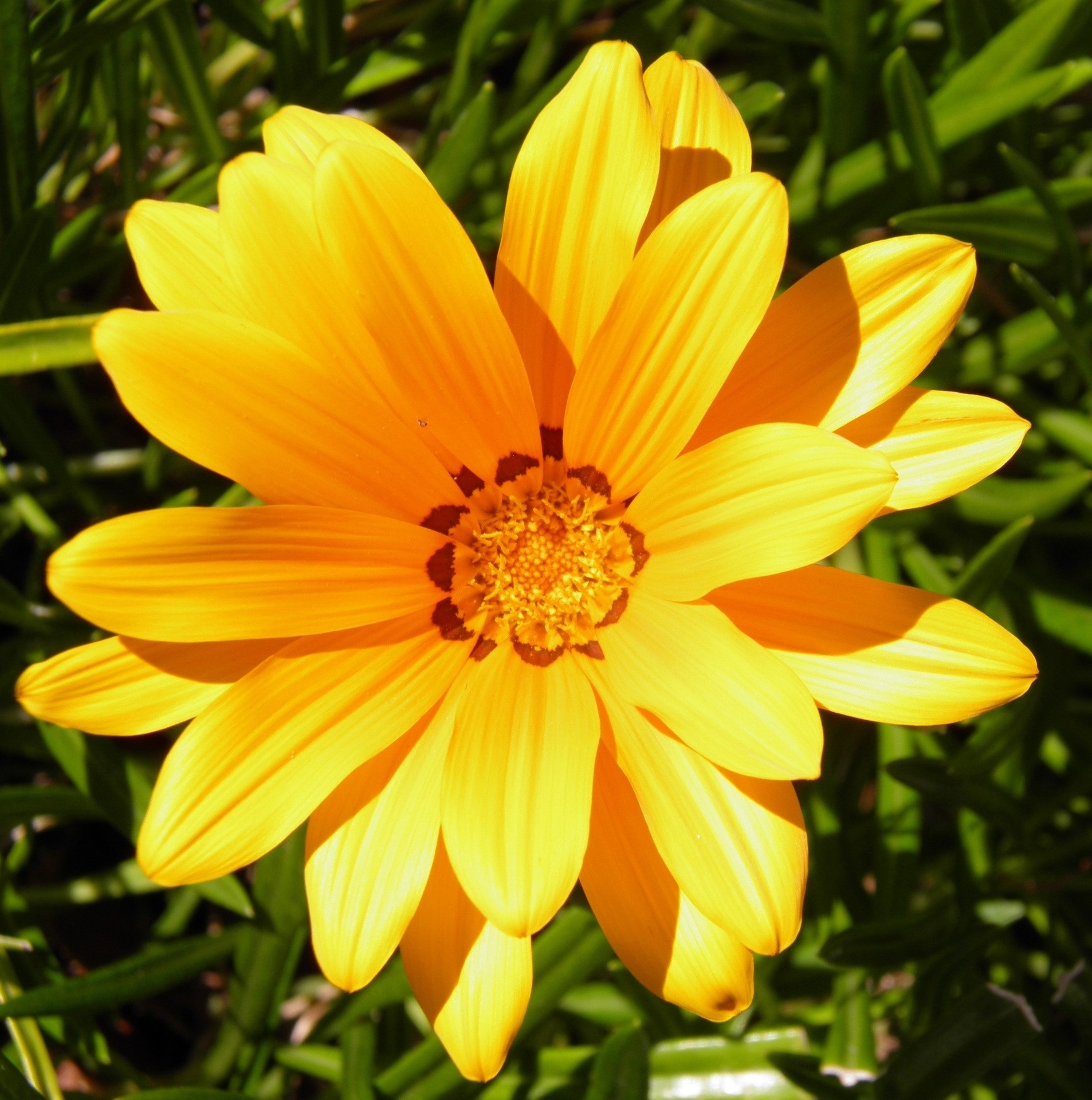 Желтый цветок – желтые цветы